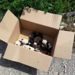 image-109764 kozan.gr: Βατερό Κοζάνης: 7 νεογέννητα κουταβάκια πεταμένα μέσα σε ένα χαρτόκουτο δίπλα σε κάδο σκουπιδιών (Βίντεο & Φωτογραφίες)