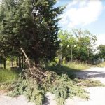 image-117004 Καταγγελία αναγνώστη, από την Ξηρολίμνη Κοζάνης, στο kozan.gr: Άφησαν τα κομμένα κλαδιά στους δρόμους του χωριού» (Φωτογραφίες)