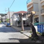 image-116020 Koζάνη: Παράπονο αναγνώστη στο kozan.gr για την κοπή δύο δέντρων (Φωτογραφία)