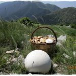 image-117761 Μανιτάρι «γίγας» στη Σιάτιστα (Φωτογραφίες)