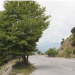 image-126091 Δρόμος Ρύμνιο – Τριγωνικό: Καλά με τα προεξέχοντα κλαδιά, αλλά και δέντρα στο …οδόστρωμα;