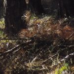 image-125892 Επιστολή αναγνώστη στο kozan.gr: Γιατί η πρόληψη βοηθά να μην ζήσουμε όσα ζουν στην Αττική σήμερα – Εικόνες από το άλσος των Αγ. Σαράντα στην Κοζάνη (Φωτογραφίες)