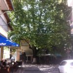 image-125451 Ο πλάτανος της Δημοκρατίας (του Β. Π. Καραγιάννη)
