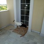 image-125062 Τ.Κ. Αγίας Παρασκευής: Διάσωση τραυματισμένου νεαρού πελαργού (Φωτογραφίες)