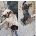 image-124183 kozan.gr: Εθελοντές Κυνοκομείου Πτολεμαΐδας: Φόλες στο παλαιό πάρκο Πτολεμαίδας & στην περιοχή Πολύκεντρου (Φωτογραφία)