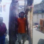 image-123960 kozan.gr: Δύο γουλιανούς “τέρατα” ψάρεψαν, σήμερα το πρωί, στη λίμνη Πολυφύτου (Φωτογραφία)