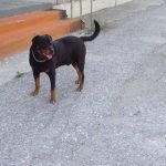 image-123510 Κοζάνη: Αρσενικό ροτβάιλερ κλάπηκε μέσα από το σπίτι του στην Γιτιά σήμερα το μεσημέρι
