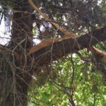 image-122792 Επιστολή αναγνώστη στο kozan.gr για σπασμένα κλαδιά στις εργατικές κατοικίες Αγίου Αθανασίου στην Κοζάνη (Φωτογραφίες)