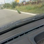 image-122011 kozan.gr: Κοίλα Κοζάνης: Θέαμα για διερχόμενους οδηγούς ένα πανέμορφο παγώνι (Φωτογραφία & Βίντεο)