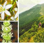 image-121924 kozan.gr: Βούρινος ή Μπούρινος Κοζάνης – Το σκαθάρι “δολοφόνος”, ο άπιστος μαυρομυγοχαύτης και το μεσαιωνικό τσάι – Περισσότερα από 700 είδη φυτών ανθίζουν στο μικρό βουνό