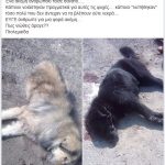 image-129346 Εθελοντές Κυνοκομείου Πτολεμαΐδας: ΑΕΒΑΛ. 2 νεκρά δηλητηριασμένα ζώα