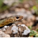 image-126985 Καστοριά: Εικόνες άγριας φύσης δίπλα στην διάσημη λίμνη – 19 φωτογράφοι στην περιοχή