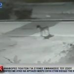 image-134525 kozan.gr: Kοζάνη: Bίντεο με λύκο να αρπάζει μικρό σκυλί από αύλειο χώρο επιχείρησης στην έξοδο της πόλης στο δρόμο προς Λευκόβρυση