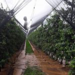 image-134464 Μεσόβουνο Εορδαίας: «Εξευτελιστικές» οι τιμές των μήλων