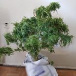 image-133891 Συνελήφθη 45χρονος σε περιοχή των Γρεβενών για καλλιέργεια και κατοχή ναρκωτικών (Φωτογραφίες)