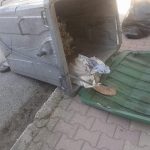 image-133757 kozan.gr: Πτολεμαΐδα: Έβαλε σε τσουβάλι μια γάτα μαζί με τα γατάκια της …και το πέταξε σε κάδο απορριμάτων (Φωτογραφίες)