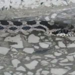 image-138749 Τσοτύλι: Φίδι περίπου 1,5 μέτρου κατάφερε και μπήκε σε είσοδο μονοκατοικίας (Βίντεο)