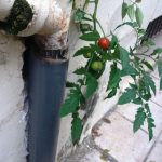 image-137232 kozan.gr: Ντοματιά φύτρωσε σε λούκι κτηρίου στην Πτολεμαΐδα (Φωτογραφίες)