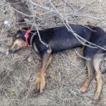 image-137009 kozan.gr: Μετά το Βαθύλακκο του δήμου Σερβίων – Βελβεντού, φόλες – με νεκρά ζώα – και στους Πύργους Εορδαίας