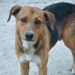image-136771 kozan.gr: Νεκρά αδέσποτα και δεσποζόμενα ζώα – από φόλες – στο Βαθύλακκο του δήμου Σερβίων – Βελβεντού