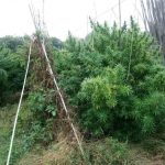 image-136624 Συνελήφθη 48χρονος ημεδαπός από το Τμήμα Συνοριακής Φύλαξης Κρυσταλλοπηγής Φλώρινας για καλλιέργεια δενδρυλλίων κάνναβης και διακίνηση ναρκωτικών ουσιών, σε περιοχή της Χαλκιδικής – Κατασχέθηκαν -30- δενδρύλλια κάνναβης και πάνω από -17- κιλά ακατέργαστης κάνναβης (Φωτογραφίες)