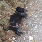 image-136289 Εθελοντές Κυνοκομείου Πτολεμαΐδας Koυτάβια έγιναν λεία στα ζώα του κυνοκομείου (Φωτογραφίες)