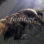 image-141374 Καστοριά: Σοβαρό τροχαίο με τεράστια αρκούδα – Στο νοσοκομείο ο οδηγός, νεκρό το ζώο (Φωτογραφία)