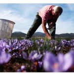 image-452445 Eυχαριστήρια επιστολή του Συνεταιρισμού Κροκοπαραγωγών Κοζάνης στον βουλευτή Κοζάνης Γ. Αμανατίδη