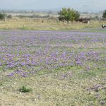image-140010 kozan.gr: Άνω Κώμη: Ξεκίνησε σιγά – σιγά, σε κάποια χωράφια, η συγκομιδή του Κρόκου Κοζάνης (Βίντεο)