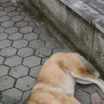 image-148243 kozan.gr: Πτολεμαΐδα: Δηλητηριασμένες τροφές, από αγνώστους, στην περιοχή του Αι Γιάννη, καταγγέλλουν οι Εθελοντές Κυνοκομείου Πτολεμαΐδας