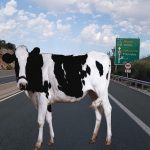 image-148203 Αγελάδα, στην Εγνατία οδό, μεταξύ Κοζάνης – Βέροιας