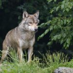 image-146943 kozan.gr: Περιστατικά εμφάνισης λύκων στην Τ.Κ. Πενταβρύσου Εορδαίας, ακόμη και μέσα στο χωριό