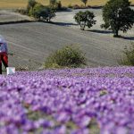image-146389 Το μεγάλο μυστικό του κάμπου – To αφιέρωμα της εφημερίδας “Καθημερινή” στον Κρόκο Κοζάνης