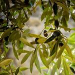 image-145406 kozan.gr: Aνοίγει ο δρόμος για την κατασκευή τυποποιητηρίου από τον Αγροτικό Συνεταιρισμό Ιμέρων (Αποκλειστικό)