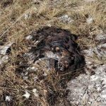image-145389 Η άγρια ζωή της Καστοριάς στο στόχαστρο δηλητηριασμένων δολωμάτων
