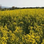 image-340793 Εορδαία: Παγετός και ανομβρία προκάλεσαν ζημιές στην ελαιοκράμβη
