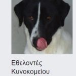 image-154372 Εθελοντές Κυνοκομείου Πτολεμαΐδας: Προσοχή στα ζώα σας το βράδυ της Πρωτοχρονιάς