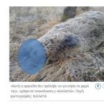 image-153909 Δηλητηρίασαν και ακρωτηρίασαν έγκυο αρκούδα στο χωριό Πυλωρί Βοΐου- Κοζάνης