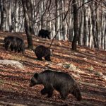 image-152834 Κι αυτά τα Χριστούγεννα μία επίσκεψη στο Περιβαλλοντικό Κέντρο του ΑΡΚΤΟΥΡΟΥ