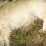 image-150628 Εθελοντές Κυνοκομείου Πτολεμαίδας: ΝΕΚΡΑ ζωα βρέθηκαν χθες το πρωί στο χωριό Αρδασσα Εορδαίας