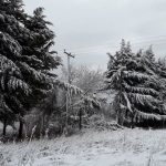 image-159497 kozan.gr: Σε πτώση δέντρου στην περιοχή του Κασλά, οφείλεται η χθεσινή διακοπή ρεύματος, σε τμήμα της πόλης της Κοζάνης (Φωτογραφία)