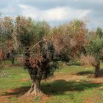 image-157725 ΔΑΟΚ ΠΕ ΚΟΖΑΝΗΣ Ενημέρωση για τον Οργανισμό καραντίνας Xyllela fastidiosa