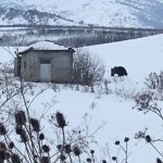 image-157031 Αρκούδα εθεάθη το Σάββατο 12.1.2019 στη διασταύρωση Κομάνου (Φωτογραφίες)