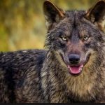 image-156531 kozan.gr: Πτολεμαΐδα: Την εμφάνιση λύκου στο δρόμο προς το Μποδοσάκειο αναφέρει αναγνώστρια του kozan.gr