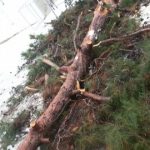 image-156377 Έπεσε δέντρο στον προαύλιο χώρο του Ιερού Ναού Αγίων Κων/νου και Ελένης Κοζάνης