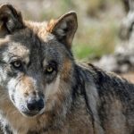 image-383055 Κυνηγετικός Σύλλογος Κοζάνης: “Η παρουσία λύκων είναι πολύ έντονη στην περιοχή μας”