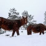 image-155448 Άγρια άλογα αψηφούν τον χιονιά στα ορεινά της Σαμαρίνας – Τα ζώα δεν φαίνεται να πτοούνται από τη σφοδρή κακοκαιρία που πλήττει τον Σμόλικα