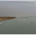 image-164545 Ο μαγευτικός φτερωτός πλούτος στη Λίμνη Πολυφύτου (βίντεο 7’)