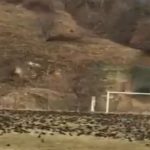 image-168043 kozan.gr: Χιλιάδες μαυροπούλια «προσγειώθηκαν» στο γήπεδο του Εμπορίου Εορδαίας, προκαλώντας εντύπωση σε κατοίκους που κατέγραψαν το γεγονός (Βίντεο)