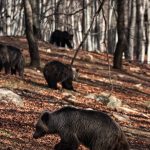 image-168227 Η Άνοιξη έφτασε – Ξύπνησαν οι αρκούδες στο Νυμφαίο Αλλά με μια θλιβερή απώλεια